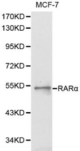BLMH Antibody - Western blot of RAR alpha pAb in extracts from MCF7 cells.