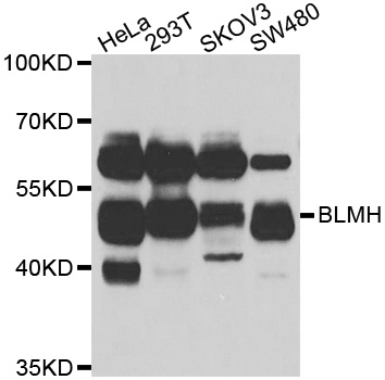BLMH Antibody - Western blot analysis of extracts of various cell lines.