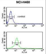BLNK Antibody - BLNK Antibody flow cytometry of NCI-H460 cells (bottom histogram) compared to a negative control cell (top histogram). FITC-conjugated goat-anti-rabbit secondary antibodies were used for the analysis.