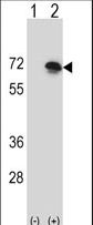 BLNK Antibody - Western blot of BLNK (arrow) using rabbit polyclonal BLNK Antibody. 293 cell lysates (2 ug/lane) either nontransfected (Lane 1) or transiently transfected (Lane 2) with the BLNK gene.