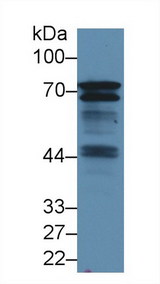 BLNK Antibody - Western Blot; Sample: Mouse Spleen lysate; Primary Ab: 1.5µg/ml Rabbit Anti-Human BLNK Antibody Second Ab: 0.2µg/mL HRP-Linked Caprine Anti-Rabbit IgG Polyclonal Antibody