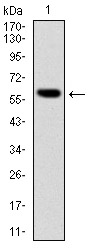 BLNK Antibody - Western blot using BLNK monoclonal antibody against human BLNK (AA: 34-216) recombinant protein. (Expected MW is 60 kDa)