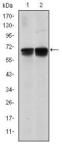 BLNK Antibody - Western blot using BLNK mouse monoclonal antibody against NIH/3T3 (1) and BCBL-1 (2) cell lysate.