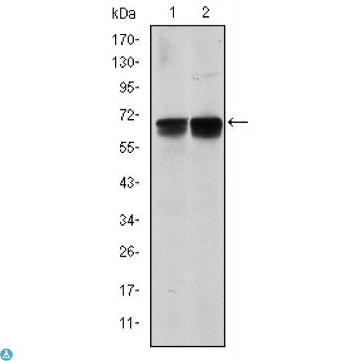 BLNK Antibody - Western Blot (WB) analysis using BLNK Monoclonal Antibody against NIH/3T3 (1) and BCBL-1 (2) cell lysate.