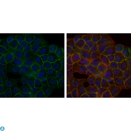 BLNK Antibody - Immunofluorescence (IF) analysis of HepG2 cells using BLNK Monoclonal Antibody (green). Blue: DRAQ5 fluorescent DNA dye. Red: Actin filaments have been labeled with Alexa Fluor-555 phalloidin.