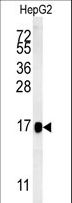 BLOC1S2 Antibody - BLOC1S2 Antibody western blot of HepG2 cell line lysates (15 ug/lane). The BLOC1S2 antibody detected the BLOC1S2 protein (arrow).