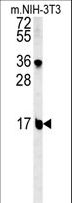BLOC1S2 Antibody - BLOC1S2 Antibody western blot of mouse NIH-3T3 cell line lysates (15 ug/lane). The BLOC1S2 antibody detected the BLOC1S2 protein (arrow).