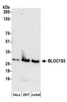 BLOC1S3 Antibody - Detection of human BLOC1S3 by western blot. Samples: Whole cell lysate (50 µg) from HeLa, HEK293T, and Jurkat cells prepared using NETN lysis buffer. Antibodies: Affinity purified rabbit anti-BLOC1S3 antibody used for WB at 0.1 µg/ml. Detection: Chemiluminescence with an exposure time of 3 minutes.