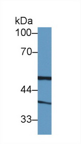 BLVRA Antibody - Western Blot; Sample: Human Lung lysate; Primary Ab: 1µg/ml Rabbit Anti-Human BLVRA Antibody Second Ab: 0.2µg/mL HRP-Linked Caprine Anti-Rabbit IgG Polyclonal Antibody