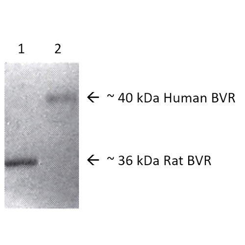 BLVRA Antibody - Western blot analysis of Human, Rat Brain cell lysates showing detection of BVR protein using Rabbit Anti-BVR Polyclonal Antibody. Lane 1: Rat Brain. Lane 2: Human Brain lysates. Load: 10 µg. Primary Antibody: Rabbit Anti-BVR Polyclonal Antibody  at 1:1000.
