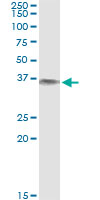 BLVRA Antibody - Immunoprecipitation of BLVRA transfected lysate using anti-BLVRA monoclonal antibody and Protein A Magnetic Bead.