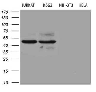 BLZF1 Antibody - Western blot analysis of extracts. (35ug) from 4 different cell lines by using anti-BLZF1 monoclonal antibody. (1:500)
