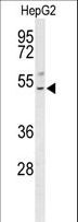 BLZF1 Antibody - Western blot of BLZF1 Antibody in HepG2 cell line lysates (35 ug/lane). BLZF1 (arrow) was detected using the purified antibody.