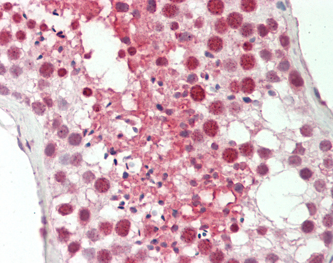 BLZF1 Antibody - Human Testis: Formalin-Fixed, Paraffin-Embedded (FFPE).  This image was taken for the unconjugated form of this product. Other forms have not been tested.