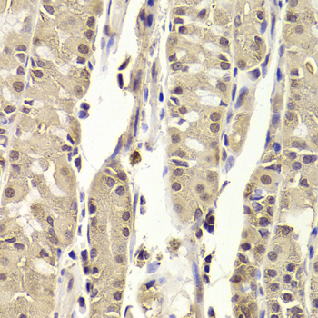 BLZF1 Antibody - Immunohistochemistry of paraffin-embedded human stomach tissue.
