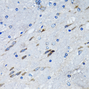 BLZF1 Antibody - Immunohistochemistry of paraffin-embedded mouse brain tissue.