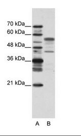 BLZF1 Antibody - A: Marker, B: HepG2 Cell Lysate.  This image was taken for the unconjugated form of this product. Other forms have not been tested.
