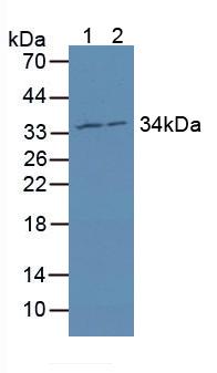 BM022 / MRPL1 Antibody - Western Blot; Sample: Lane1: Human MCF-7 Cells; Lane2: Human HepG2 Cells.
