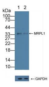 BM022 / MRPL1 Antibody - Knockout Varification: Lane 1: Wild-type MCF7 cell lysate; Lane 2: MRPL1 knockout MCF7 cell lysate; Predicted MW: 37kd Observed MW: 34kd Primary Ab: 1µg/ml Rabbit Anti-Human MRPL1 Antibody Second Ab: 0.2µg/mL HRP-Linked Caprine Anti-Rabbit IgG Polyclonal Antibody