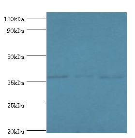 BM022 / MRPL1 Antibody - Western blot. All lanes: 39S ribosomal protein L1, mitochondrial antibody at 2 ug/ml Lane 1:HeLa whole cell lysate. Lane 2: K562 whole cell lysate Lane 3: HepG2 whole cell lysate. Secondary antibody: Goat polyclonal to rabbit at 1:10000 dilution.  This image was taken for the unconjugated form of this product. Other forms have not been tested.