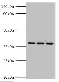 BM022 / MRPL1 Antibody - Western blot All lanes: 39S ribosomal protein L1, mitochondrial antibody at 2µg/ml Lane 1: Hela whole cell lysate Lane 2: K562 whole cell lysate Lane 3: HepG2 whole cell lysate Secondary Goat polyclonal to rabbit IgG at 1/10000 dilution Predicted band size: 39 kDa Observed band size: 39 kDa
