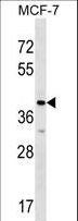 BM022 / MRPL1 Antibody - MRPL1 Antibody western blot of MCF-7 cell line lysates (35 ug/lane). The MRPL1 antibody detected the MRPL1 protein (arrow).