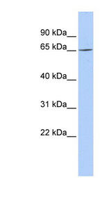 BMAL2 / ARNTL2 Antibody - ARNTL2 antibody Western blot of MCF7 cell lysate. This image was taken for the unconjugated form of this product. Other forms have not been tested.