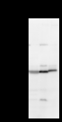 BMAL2 / ARNTL2 Antibody - Detection of ARNTL2 by Western blot. Samples: Whole cell lysate from human HEK293 (H, 25 ug) , mouse NIH3T3 (M, 25 ug) and rat F2408 (R, 25 ug) cells. Predicted molecular weight: 70 kDa