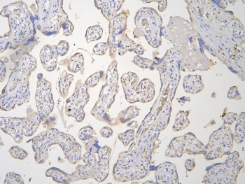 BMAL2 / ARNTL2 Antibody - IHC staining of FFPE human placenta with ARNTL2 antibody at 1ug/ml. HIER: boil tissue sections in pH6, 10mM citrate buffer, for 10-20 min and allow to cool before testing.