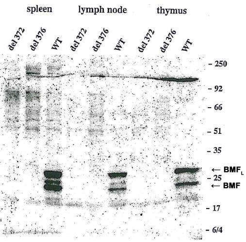 BMF Antibody - Western blot using anti-Bmf (mouse/rat), mAb (17A9) detecting endogenous Bmf in mouse spleen, lymph node and thymus as two bands of ~25 and ~30 kDa, but not in tissues from two knock-out Bmf strains del 372 and del 376.