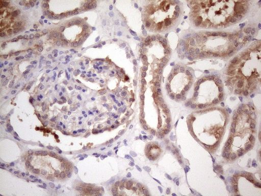 BMF Antibody - Immunohistochemical staining of paraffin-embedded Human Kidney tissue within the normal limits using anti-BMF mouse monoclonal antibody. (Heat-induced epitope retrieval by 1 mM EDTA in 10mM Tris, pH8.5, 120C for 3min. (1:150)