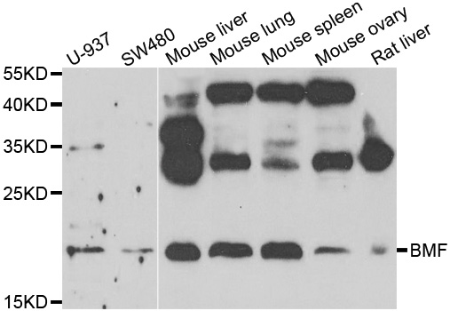 BMF Antibody - Western blot analysis of extracts of various cell lines.