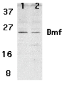 BMF Antibody - Western blot of Bmf expression in human HepG2 (lane 1) and 293 (lane 2) cell lysates with Bmf antibody at 2 ug /ml.