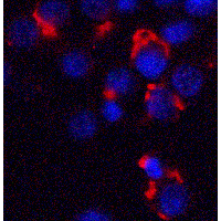 BMF Antibody - Immunofluorescence of Bmf in HeLa cells with Bmf antibody at 5 µg/mL.Red: Bmf Antibody  Blue: DAPI staining