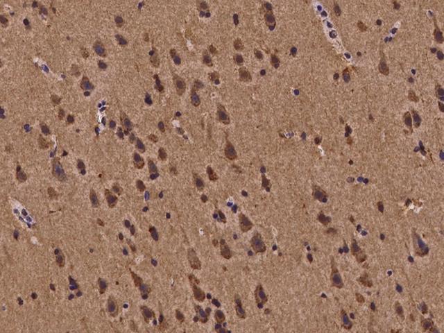 BMF Antibody - Immunochemical staining of human BMF in human brain with rabbit polyclonal antibody at 1:100 dilution, formalin-fixed paraffin embedded sections.