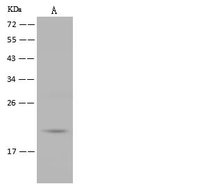 BMF Antibody - Anti-BMF rabbit polyclonal antibody at 1:500 dilution. Lane A: Hela Whole Cell Lysate. Lysates/proteins at 30 ug per lane. Secondary: Goat Anti-Rabbit IgG (H+L)/HRP at 1/10000 dilution. Developed using the ECL technique. Performed under reducing conditions. Predicted band size: 20 kDa. Observed band size: 20 kDa.