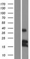 BMF Protein - Western validation with an anti-DDK antibody * L: Control HEK293 lysate R: Over-expression lysate