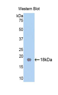 BMI1 / PCGF4 Antibody - Western blot of recombinant BMI1 / PCGF4.  This image was taken for the unconjugated form of this product. Other forms have not been tested.