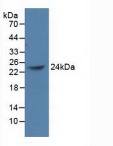 BMI1 / PCGF4 Antibody - Western Blot; Sample: Recombinant PCGF4, Human.