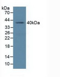 BMI1 / PCGF4 Antibody - Western Blot; Sample: Human K562 Cells.