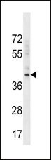 BMI1 / PCGF4 Antibody - BMI1 Antibody western blot of K562 cell line lysates (35 ug/lane). The BMI1 antibody detected the BMI1 protein (arrow).