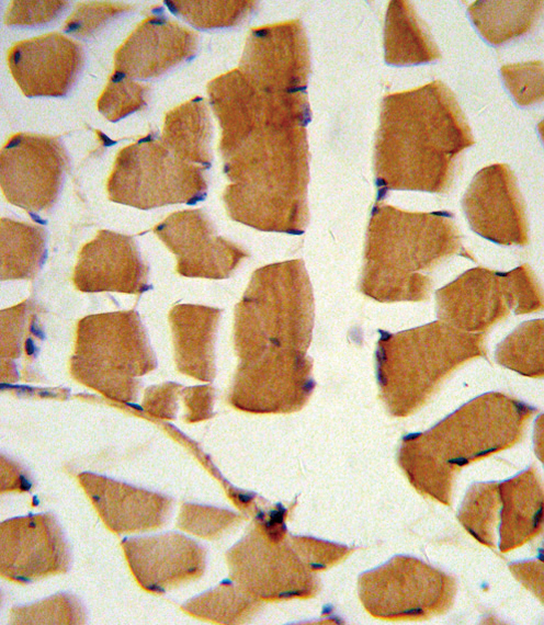 BMI1 / PCGF4 Antibody - Formalin-fixed and paraffin-embedded human skeletal muscle reacted with BMI1 Antibody , which was peroxidase-conjugated to the secondary antibody, followed by DAB staining. This data demonstrates the use of this antibody for immunohistochemistry; clinical relevance has not been evaluated.