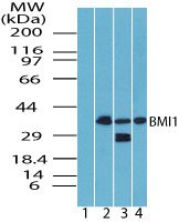 BMI1 / PCGF4 Antibody - Western blot of BMI1 in skeletal muscle lysate. Lane 1 shows pre-immune sera. Lanes 2, 3 and 4 show Polyclonal Antibody to BMI1 tested on human, mouse and rat muscle lysate at 2 ug/ml, respectively. Goat anti-rabbit Ig HRP secondary antibody, and PicoTect ECL substrate solution, were used for this test.