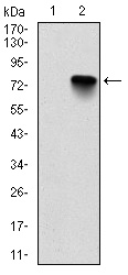 BMI1 / PCGF4 Antibody - Western blot using BMI1 monoclonal antibody against HEK293 (1) and BMI1-hIgGFc transfected HEK293 (2) cell lysate.