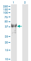 BMI1 / PCGF4 Antibody - Western Blot analysis of PCGF4 expression in transfected 293T cell line by PCGF4 monoclonal antibody (M02), clone 4E10-1C5.Lane 1: PCGF4 transfected lysate(36.9 KDa).Lane 2: Non-transfected lysate.