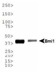 BMI1 / PCGF4 Antibody - Western Blot: Bmi1 Antibody (LLBmi1-1) - Western blot of Bmi1 expression in 1) U2OS and 2) K562 whole cell lysates.  This image was taken for the unconjugated form of this product. Other forms have not been tested.