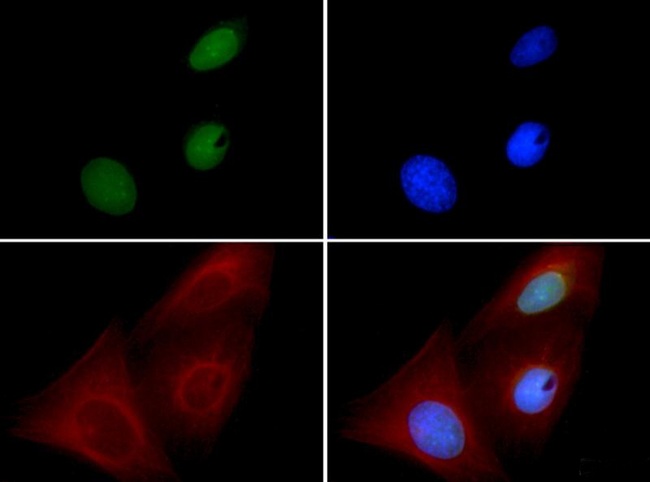 BMI1 / PCGF4 Antibody - Immunocytochemistry/Immunofluorescence: Bmi1 Antibody (LLBmi1-1) - Bmi1 antibody was tested in U2OS cells with FITC (green). Nuclei and alpha-tubulin were counterstained with Dapi (blue) and Dylight 594 (red).  This image was taken for the unconjugated form of this product. Other forms have not been tested.