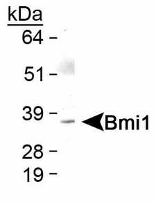 BMI1 / PCGF4 Antibody - Detection of Bmi1 protein in skeletal muscle.  This image was taken for the unconjugated form of this product. Other forms have not been tested.