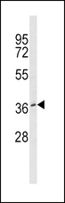 BMI1 / PCGF4 Antibody - Western blot of BMI1 Antibody in MCF7 cell line lysates (35 ug/lane). BMI1 (arrow) was detected using the purified antibody.