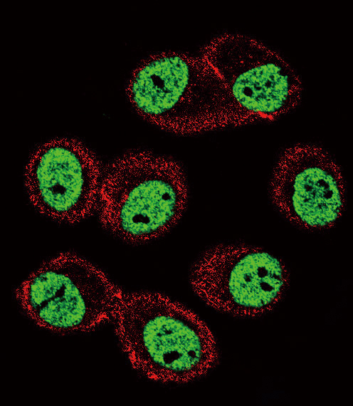 BMI1 / PCGF4 Antibody - Confocal immunofluorescence of BMI1 Antibody with MCF-7 cell followed by Alexa Fluor 488-conjugated goat anti-rabbit lgG (green). Actin filaments have been labeled with Alexa Fluor 555 phalloidin (red).